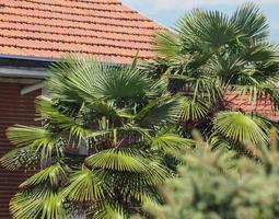 Palm tree top photo