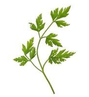 perejil también conocido como cilantro aislado foto