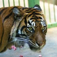 tigre, retrato de un tigre de bengala. foto