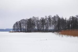 Frozen lake near forest with ice and dry cane reeds photo