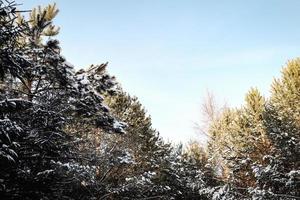 Pine tree tops with snow with blue sky photo