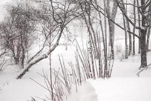 árboles sin hojas y setos en ventisca de nieve de invierno foto