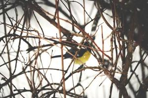 Bird with yellow belly hiding behind tree branches blurred focus photo