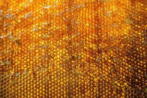 Honeycomb from bee hive filled with golden honey photo