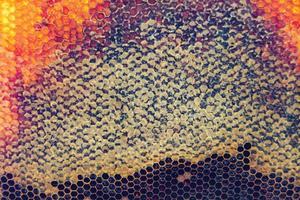 Honeycomb from bee hive filled with golden honey photo