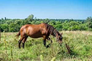 Beautiful wild brown horse stallion on summer flower meadow photo