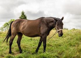 Hermoso semental de caballo marrón salvaje en la pradera de flores de verano foto