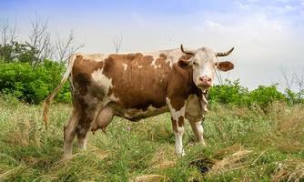 fotografía sobre el tema hermosa gran vaca lechera