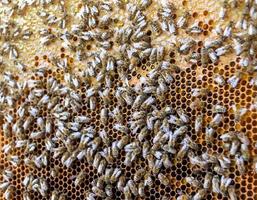 Honeycomb from bee hive filled with golden honey photo