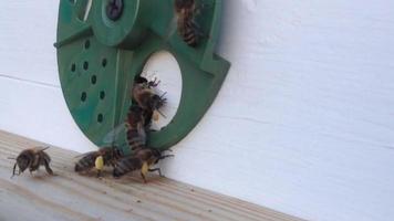 Winged bee slowly flies to beehive collect nectar for honey on private apiary from flower