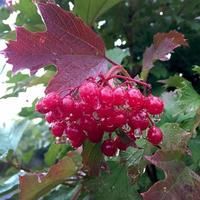 Sweet red berry viburnum growing on bush with leaves green photo