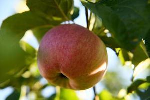 Sweet fruit apple growing on tree with leaves green photo