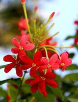 Blooming flower with leaves, living natural nature, aroma bouquet flora photo