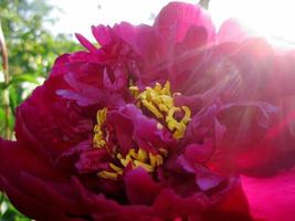 Wild beauty flower with nectar blooming photo