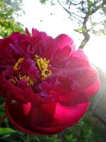 Wild beauty flower with nectar blooming photo