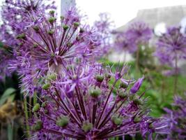 flor de belleza salvaje con néctar floreciendo foto