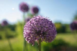 Wild native beauty flower allium echinops thistle with nectar blooming in field photo