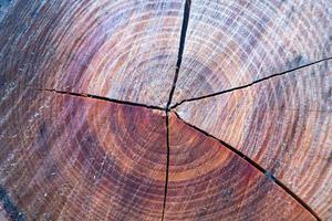 Photography on theme big wall of stacked oak tree logs in cracks photo