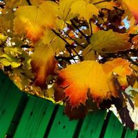 Beautiful living tree with lot of leaves on branches protrude from wooden plant photo