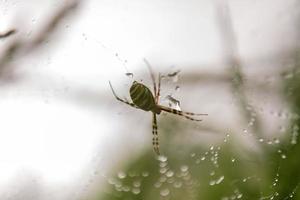 Fotografía al tema gran araña atigrada en la telaraña de rocío foto