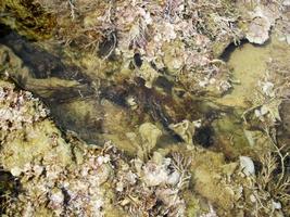 Beautiful yellow-green algae in shape feather quietly lie on bottom deep sea photo