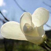 Blooming flower magnolia with green leaves, living natural nature photo