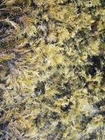 Beautiful yellow-green algae in shape feather quietly lie on bottom deep sea photo