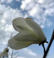 Magnolia flor floreciente con hojas verdes, naturaleza viva natural foto