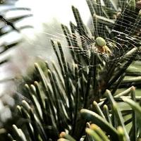 Photography to theme big tabby spider on dew web photo