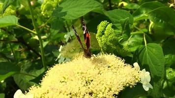 grande borboleta preta monarca andando na planta video