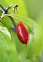 Whole ripe soft berry red dogwood tree in nature closeup photo