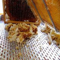 Wax honeycomb from a bee hive filled with golden honey photo