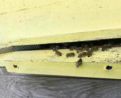 Winged bee slowly flies to beehive collect nectar on private apiary photo
