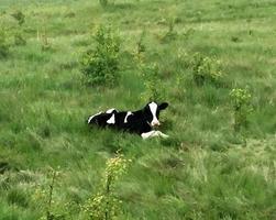 Photography on theme beautiful big milk cow grazes on green meadow photo