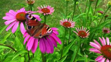 Big black butterfly Monarch walks on plant video