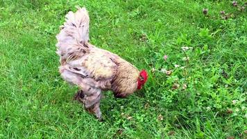 Bird rooster looking for food in green grass video