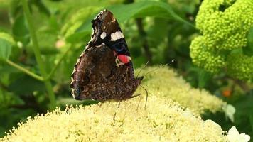 Großer schwarzer Schmetterlingsmonarch geht auf Pflanze video