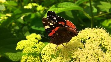 Big black butterfly Monarch walks on plant video