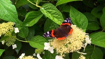 Big black butterfly Monarch walks on plant video