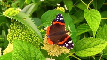 Gran mariposa monarca negra camina sobre la planta