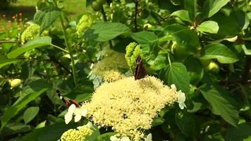 Gran mariposa monarca negra camina sobre la planta video