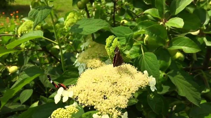 鳳尾蝶影片