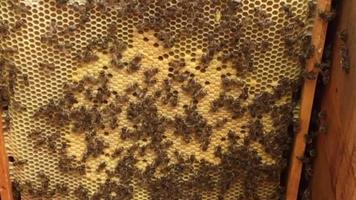 Panal de cera de colmena de abejas lleno de miel dorada video