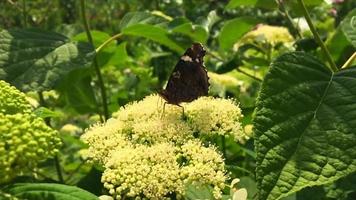 la grande farfalla monarca nera cammina sulla pianta video