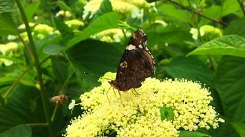 Gran mariposa monarca negra camina sobre la planta video