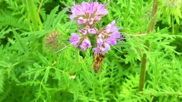 l'abeille ailée vole lentement vers la plante pour récolter le nectar video