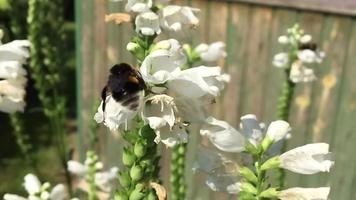 l'abeille ailée vole lentement vers la plante pour récolter le nectar