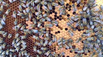 abeja alada vuela lentamente a la planta, recolecta néctar para miel video