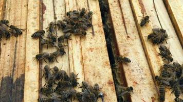 geflügelte Biene fliegt langsam zur Pflanze, sammelt Nektar für Honig