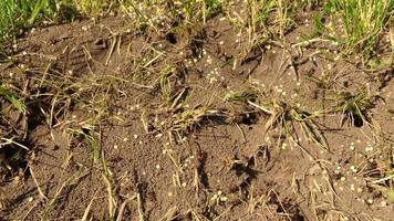 Wild brown ants swarming around their anthills video